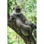 relacja z podróży, relacja ze Sri Lanki, Polonnaruwa hulman - małpa z rodziny koczkodanowatych