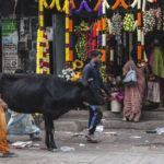 Mysore - kolory południowych Indii - Magia Ulicy